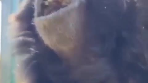 The best singing