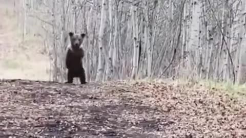 bear yelling rapture is coming