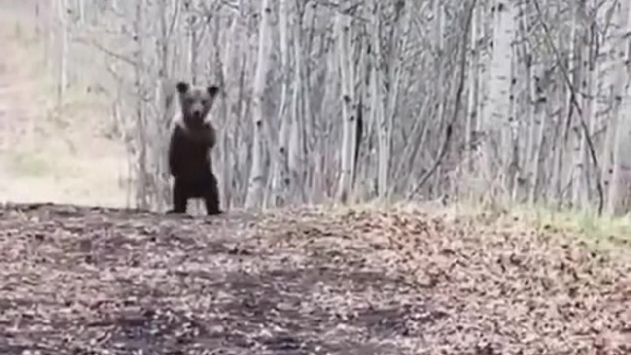 bear yelling rapture is coming