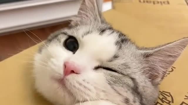 cat -