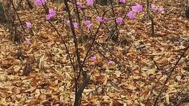 A flower tree in spring rain