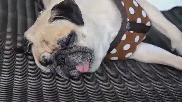 CUte & funny pug