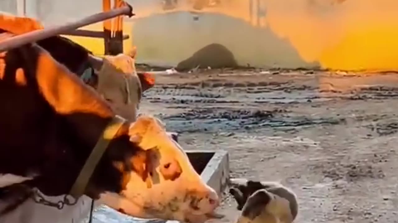 Animals funny videos 🤣