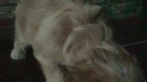 Cute brown puppy licking palms