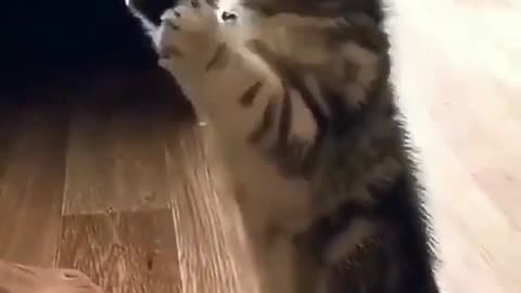 Cute kitten