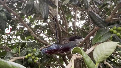 Motherhood 🐦🤗🌿 Bird feeding her baby