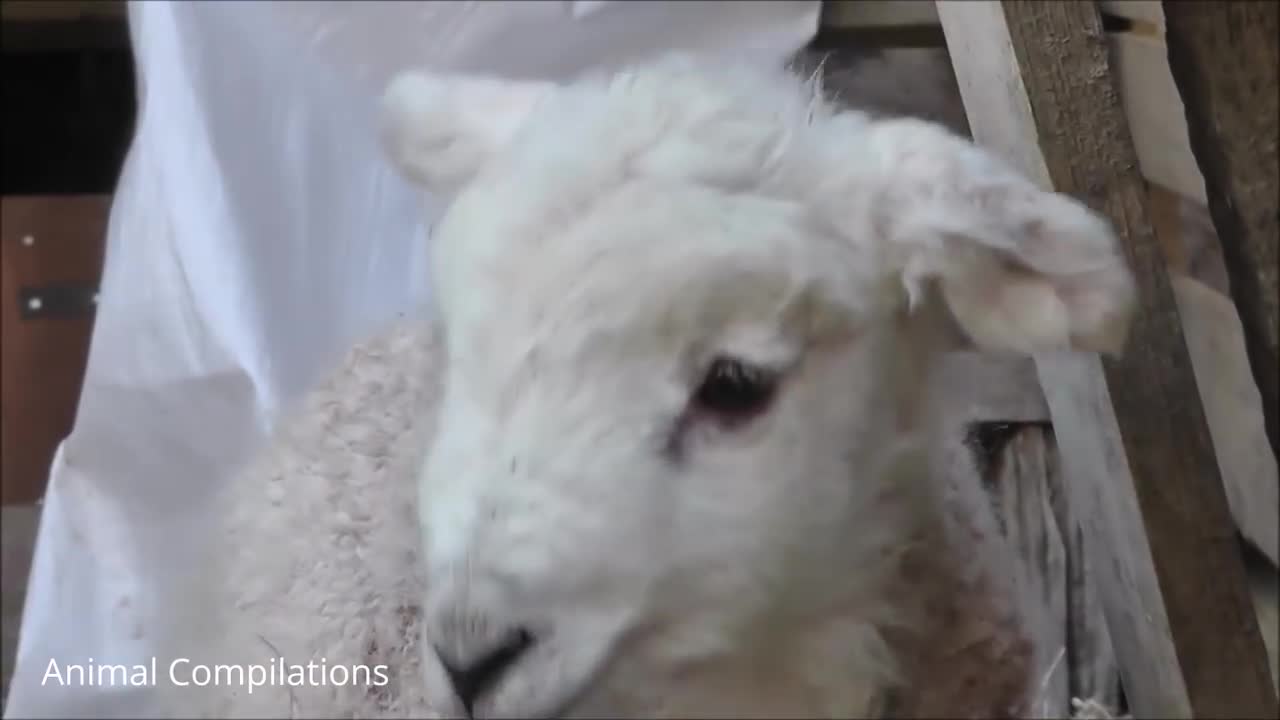 Baby Lamb (Sheep) Goes Baa - CUTEST Compilation.mp4