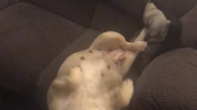 Dog falls off couch