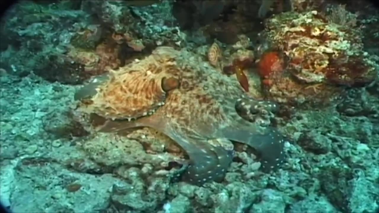 The Maldives octopuses