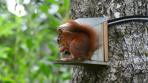 The most beautiful birds and squirrels in nature