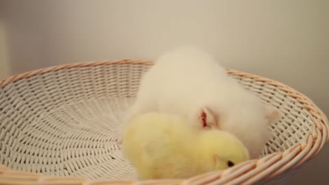 Kittens walk with a tiny chicken