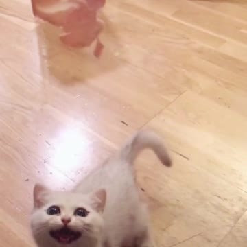 Baby are you hungry cute cats