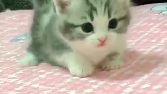 bayi kucing comel banget