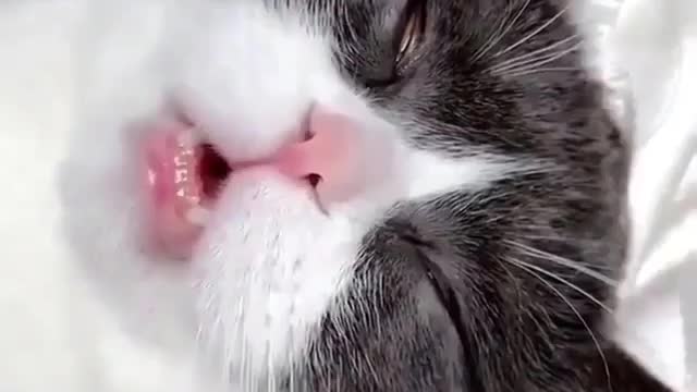 Cat snoring best funny video -pet lover