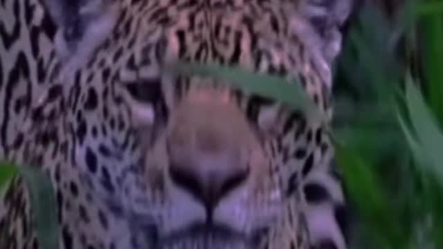 What do you think of the cheetah dive