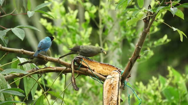 bird feeding on a fruit