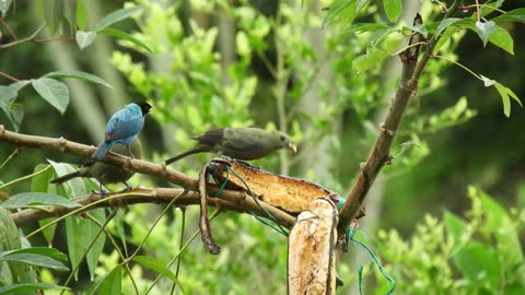 bird feeding on a fruit