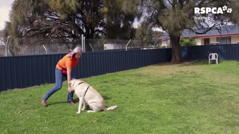 Dog training