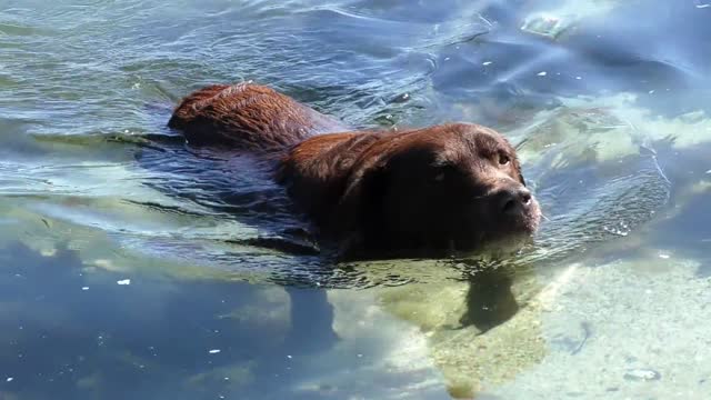 The most beautiful bath for my dog, a good swim🏖🏖