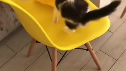 Amazing act of cat.