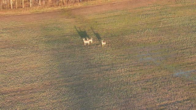 Run! It's a camera drone!