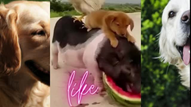 Dog funny video