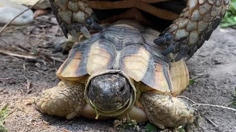 Wildlife documentary. Turtle.