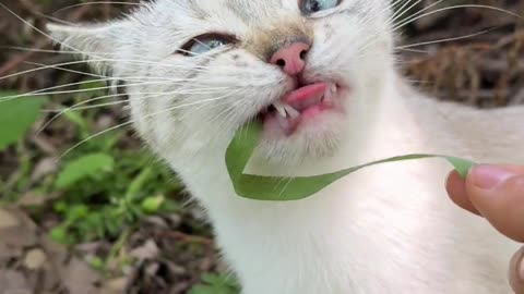 Eating grass can produce a full set of emoticons.