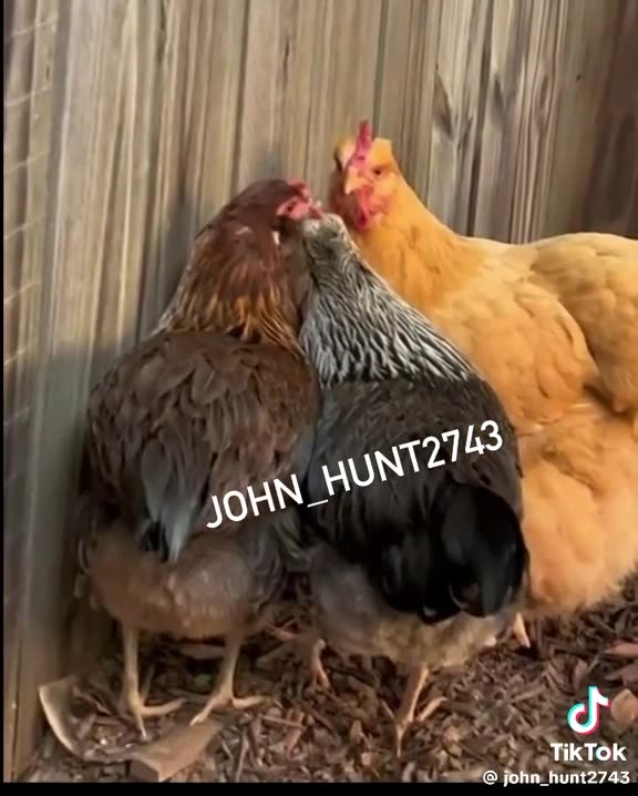 Chicken - need an Escape Plan