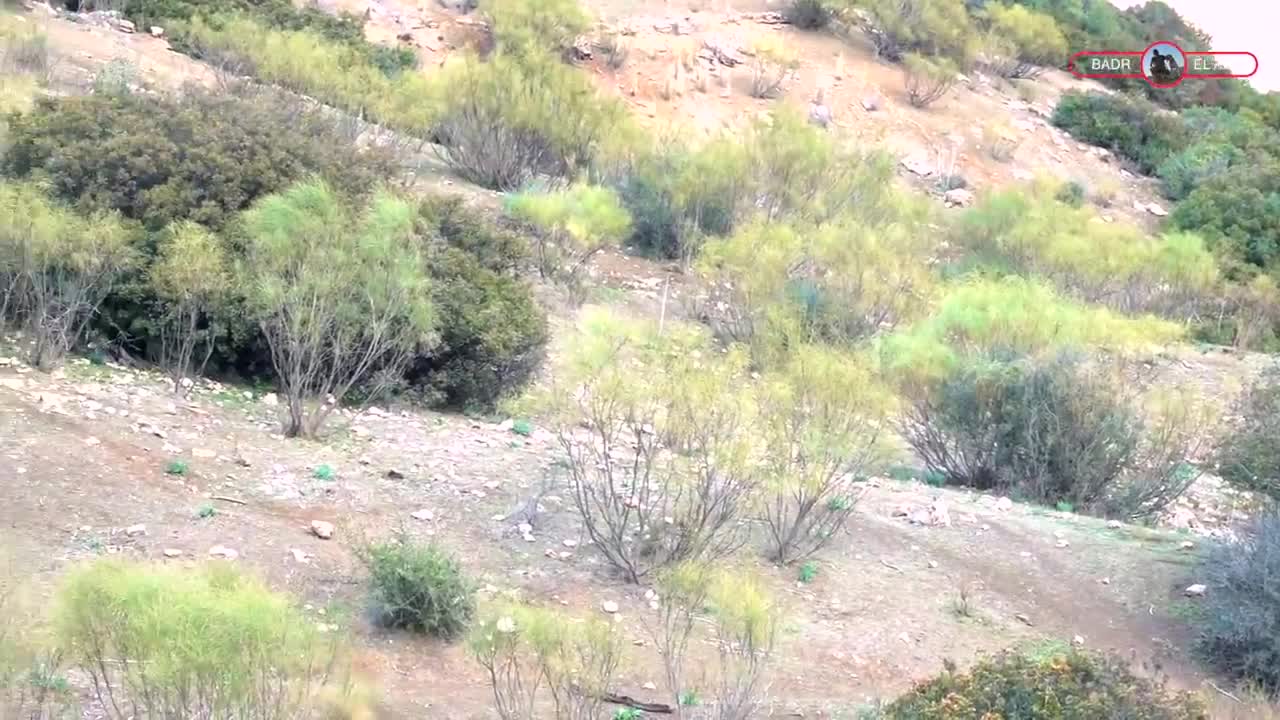Chasse : Top 5 Tir au Sanglier , BEST Of 5 Wild Boar Hunting