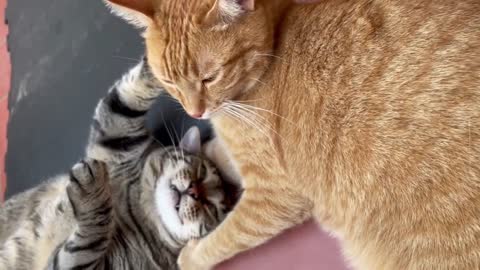A Day in the Life of a Cat #12