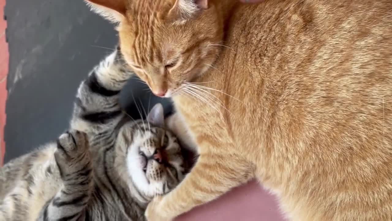 A Day in the Life of a Cat #12