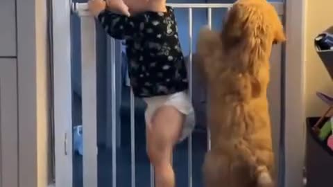 Funny dog and child