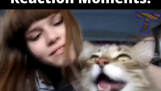 Cute and Dog Car Reaction Moments!