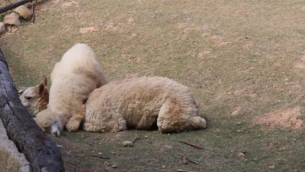 Alpaca fight