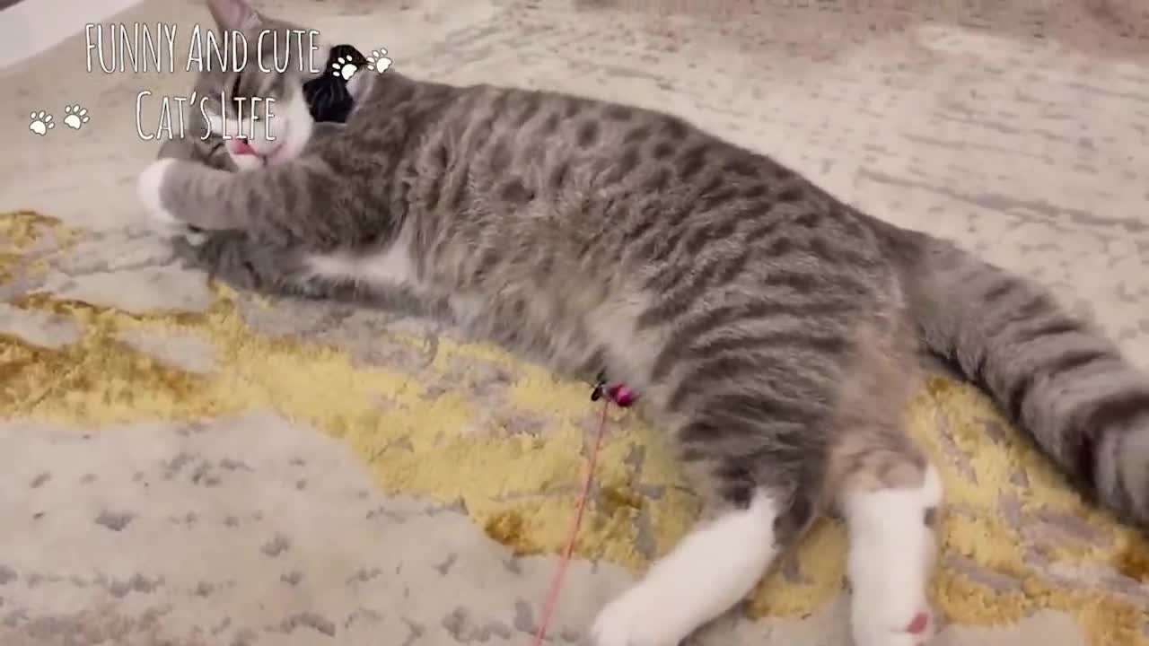 Cat Videos that will make you laugh