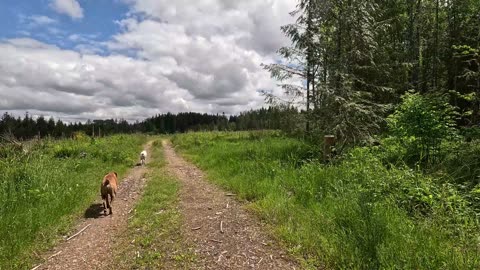 Finding one lonely painted rock... Seeing a Squirrel/Chipmunk
