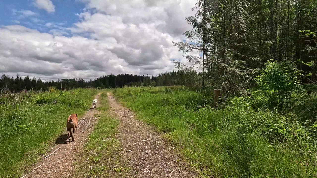 Finding one lonely painted rock... Seeing a Squirrel/Chipmunk