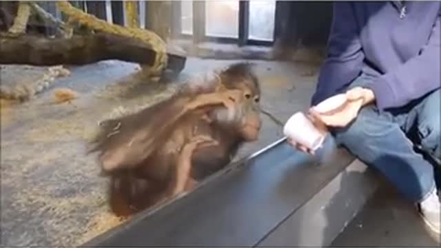 animal best funny video 2021