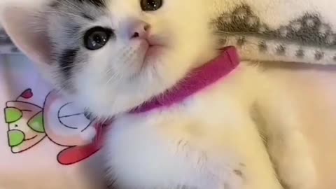 Cat Cute 4