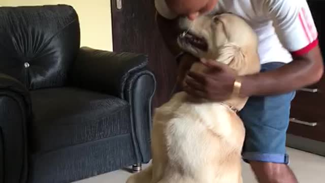 Master training his adorable golden retriever dog looks amusing