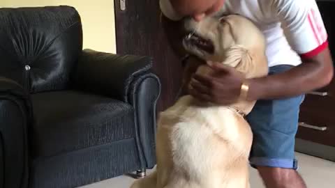 Master training his adorable golden retriever dog looks amusing