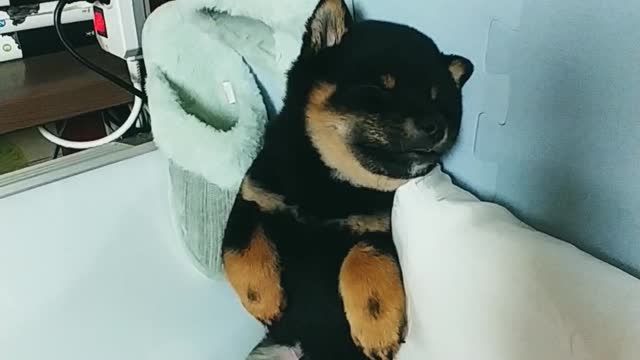 You look pretty sleeping, baby Shiba dog.