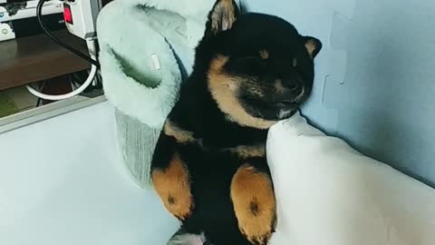 You look pretty sleeping, baby Shiba dog.