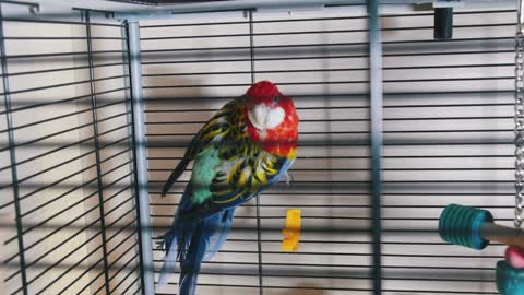 A beautiful colorful parrot in the cage