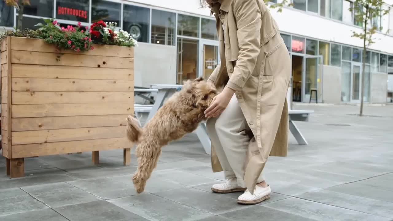 Amazing dog dance