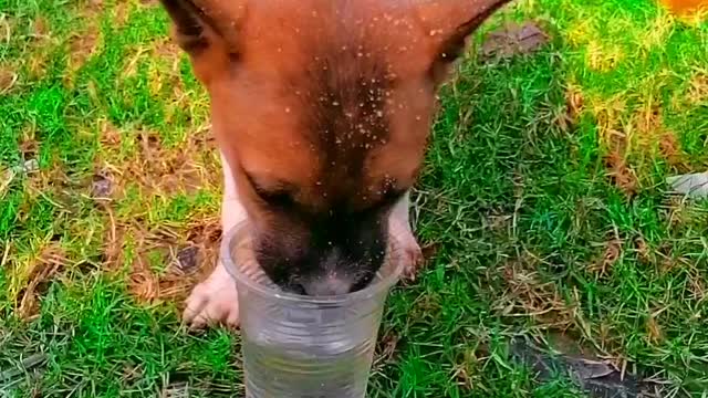 Bangladeshi Baby Dog-Watch the video, you will have fun_