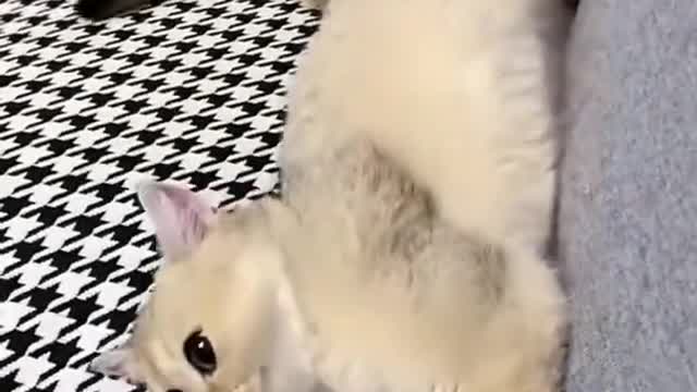 CAT SHORTS