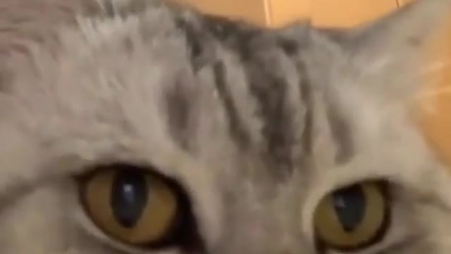 dancing catty