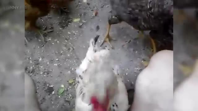 Funny chickens 2017